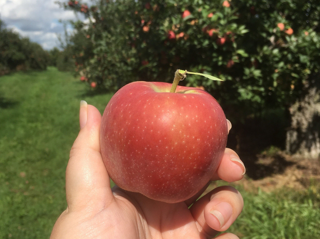 The Big'r Apple Farm-布兰普敦必去景点