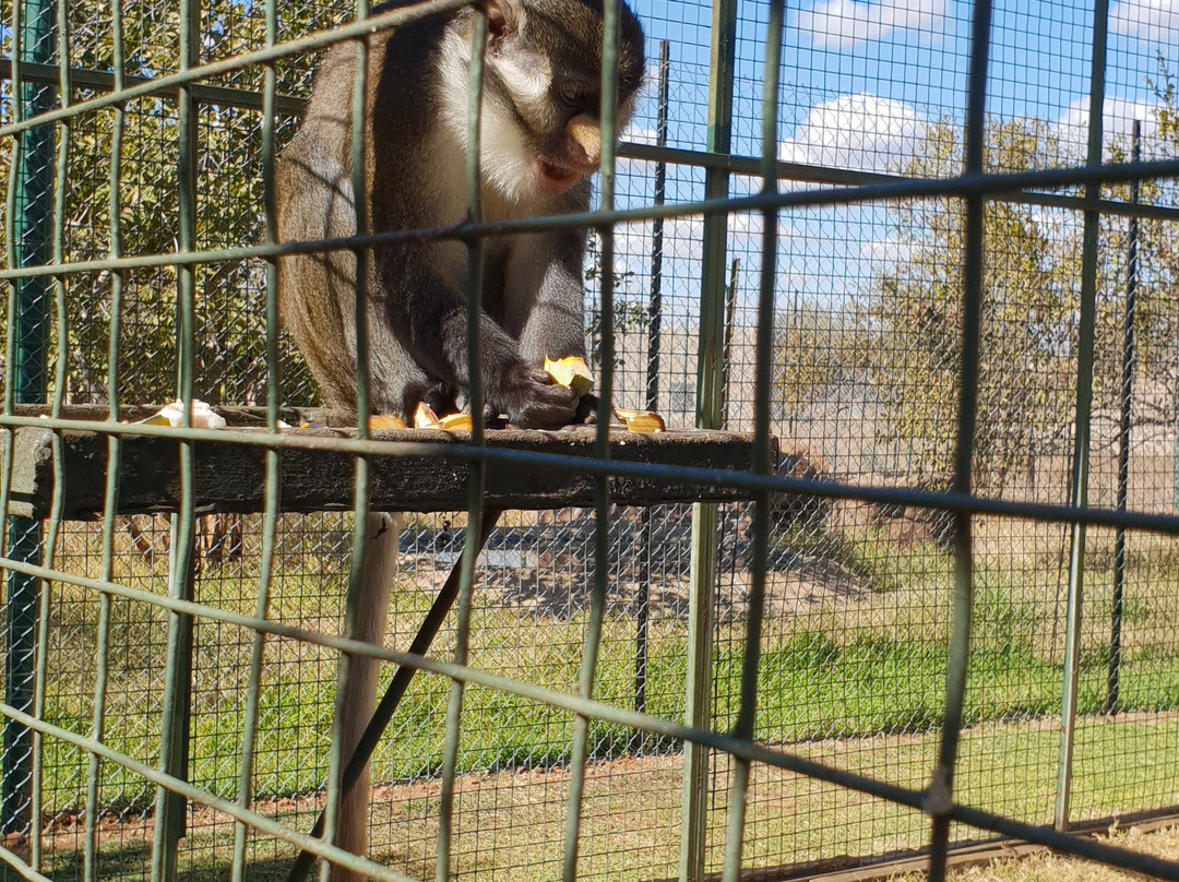 Mystic Monkeys & Feathers Wildlife Park景点图片