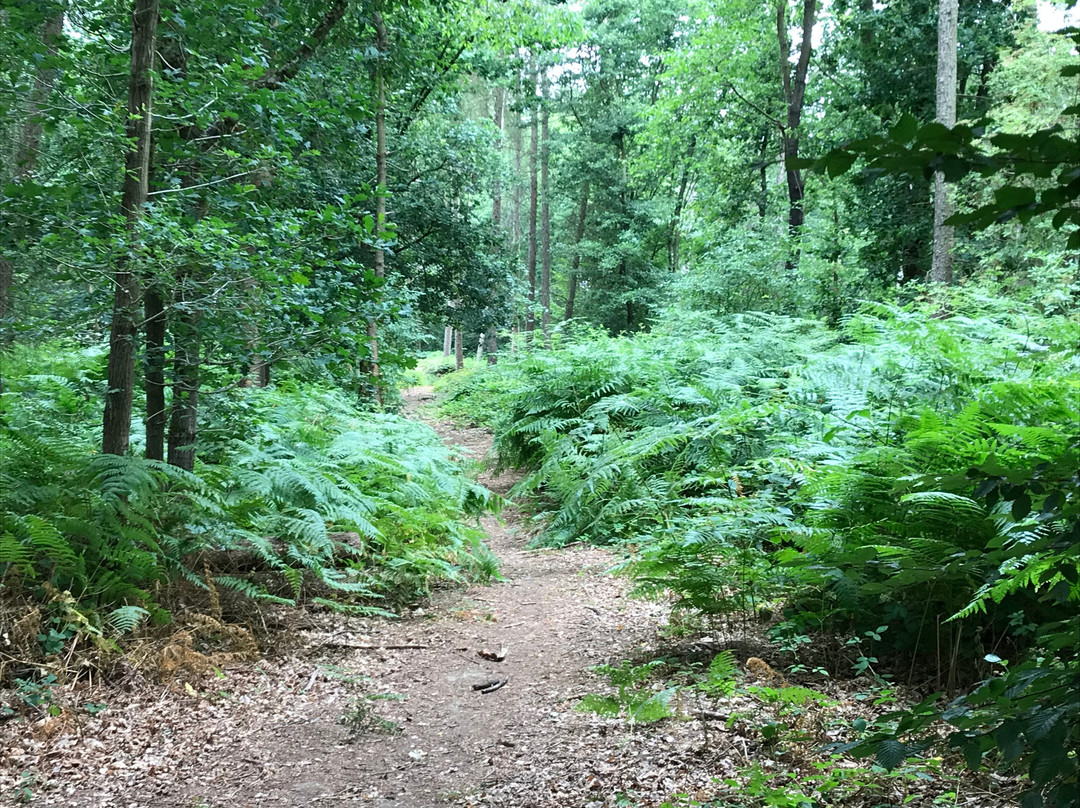 Carpenters Wood景点图片