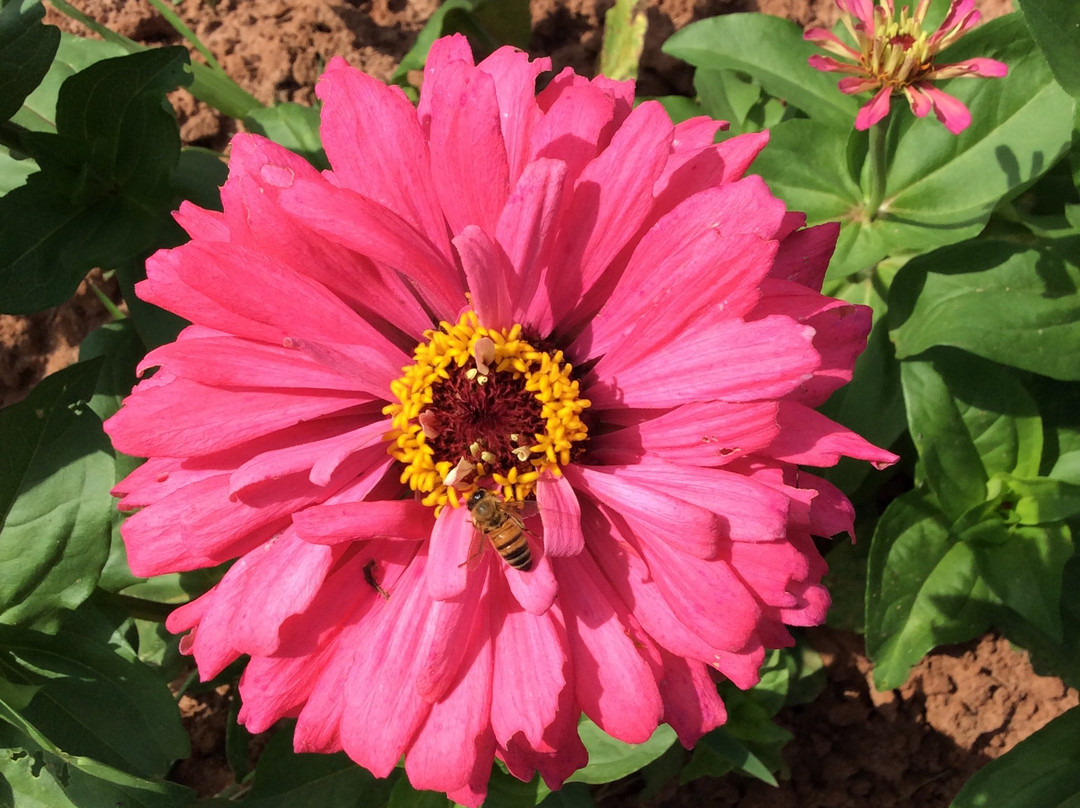 William L Brown Farm Market-Montezuma必去景点