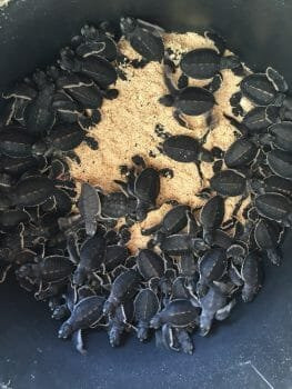 邦邦岛龙珠度假村主图