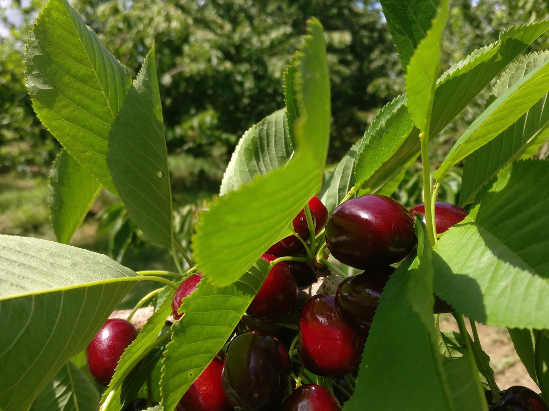 Il Giardino della Frutta景点图片