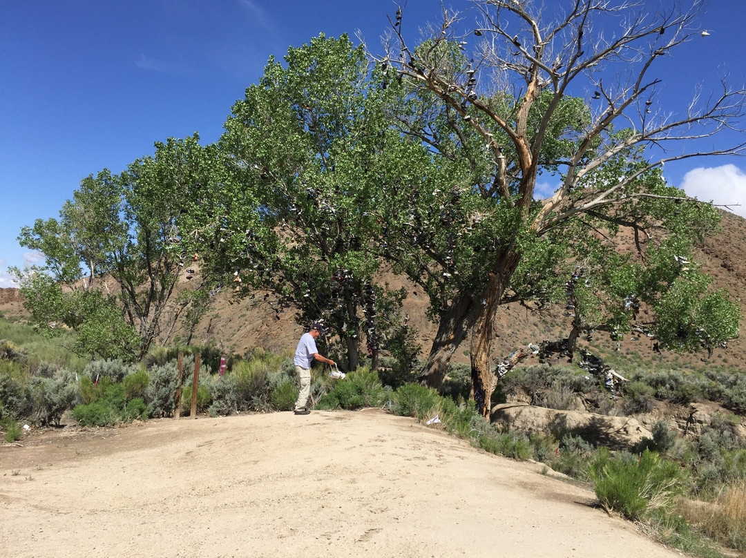 Shoe Tree-Fallon必去景点
