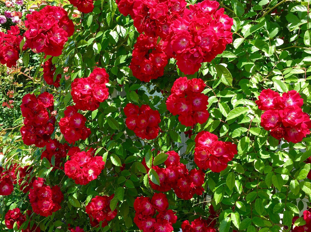 Yamaguchi Ube Airport Rose Garden-宇部市必去景点