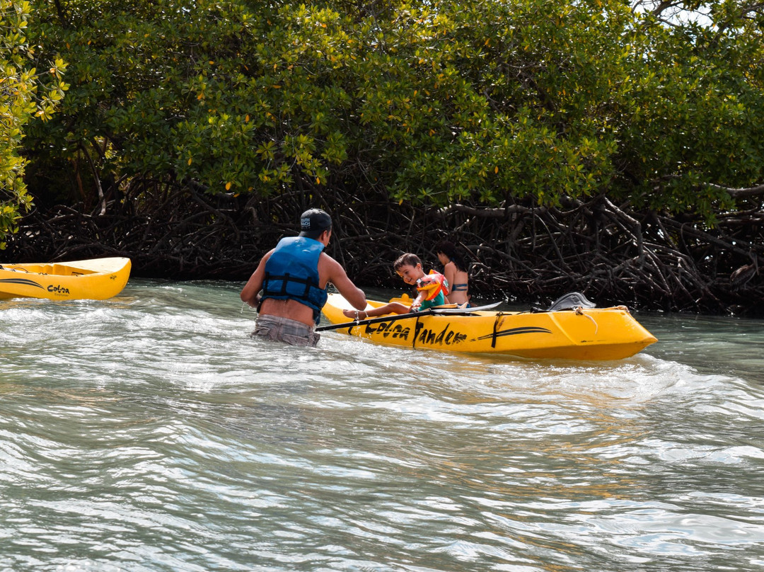 Aruba Kayak Adventure景点图片