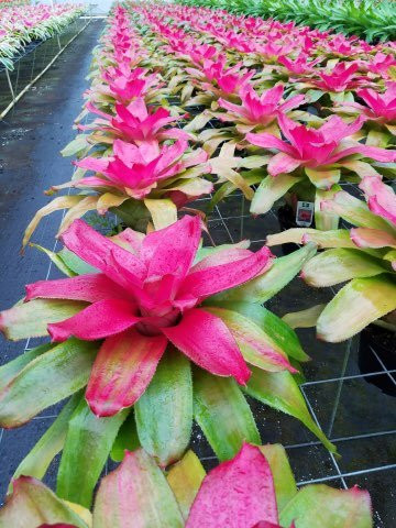 Florida Keys Farmers Market景点图片