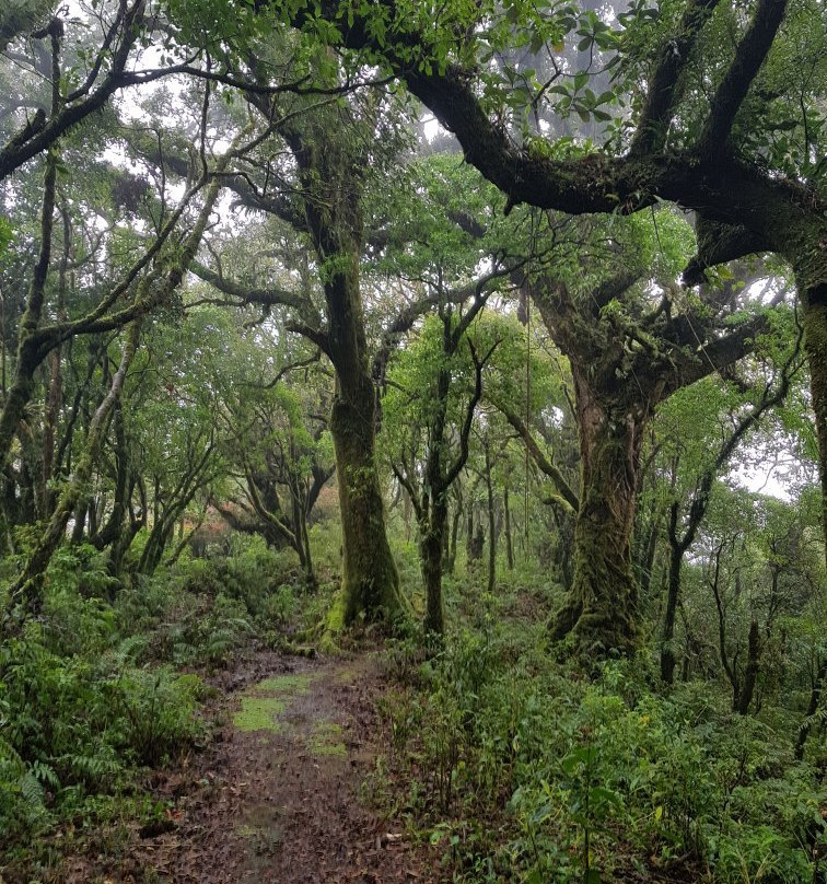 Bosque Caricias los Leones景点图片