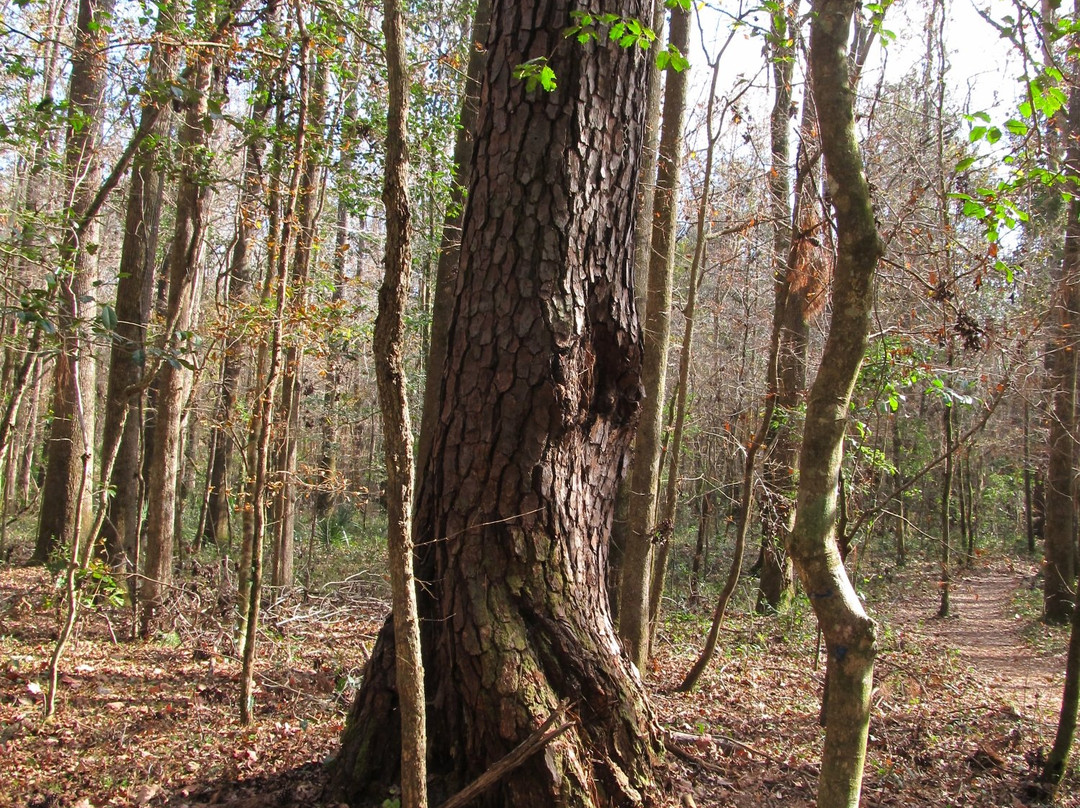 San Felasco Hammock Preserve State Park景点图片