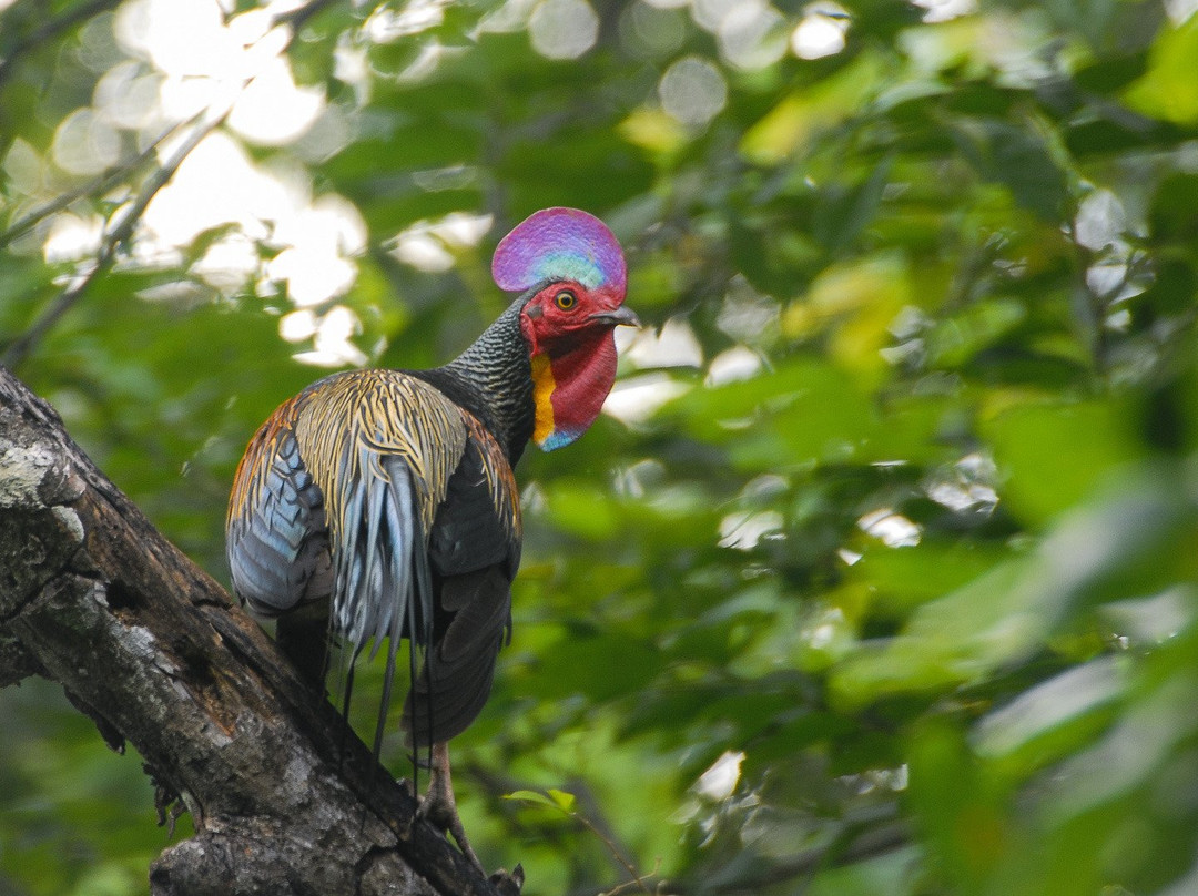 Birdpacker Birding Tours Baluran-巴纽旺宣必去景点