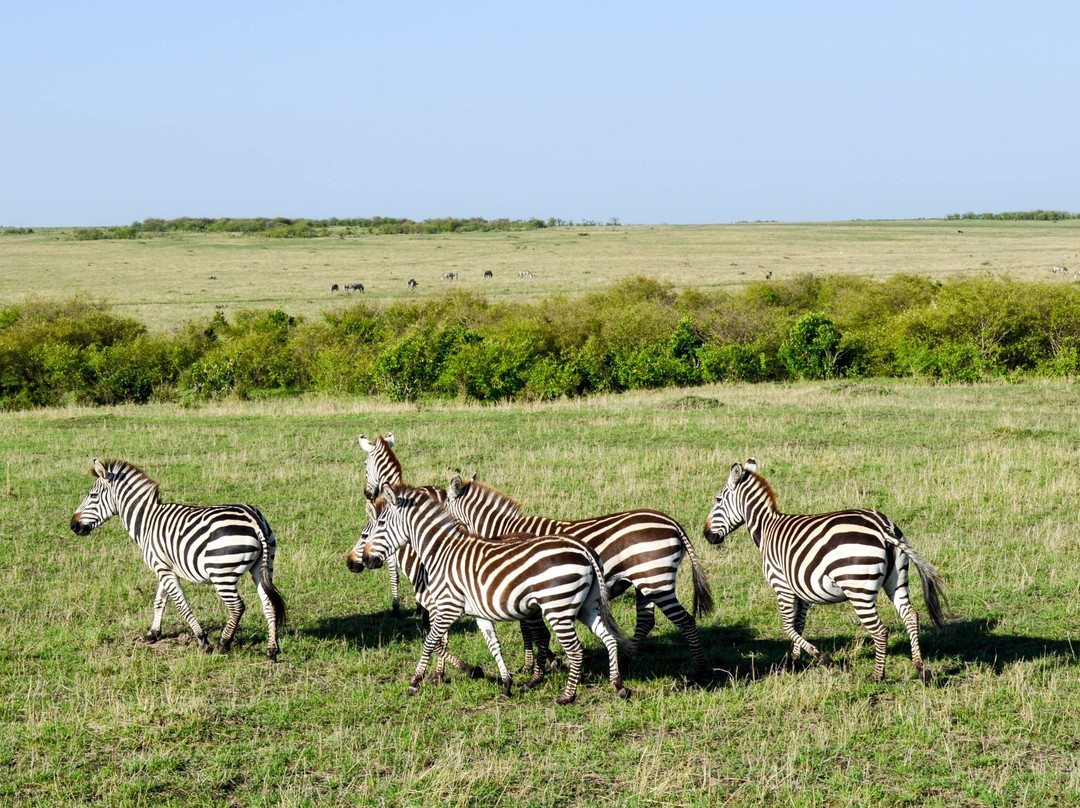 africa safariland tour-内罗毕必去景点