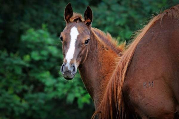 自然谷酒店住宿-Kurland Park Accommodation