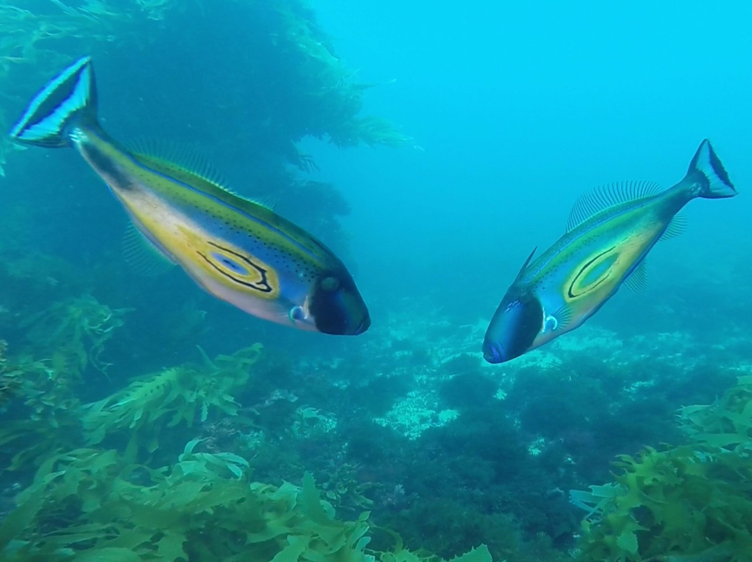 Bay City Scuba-Bellarine必去景点
