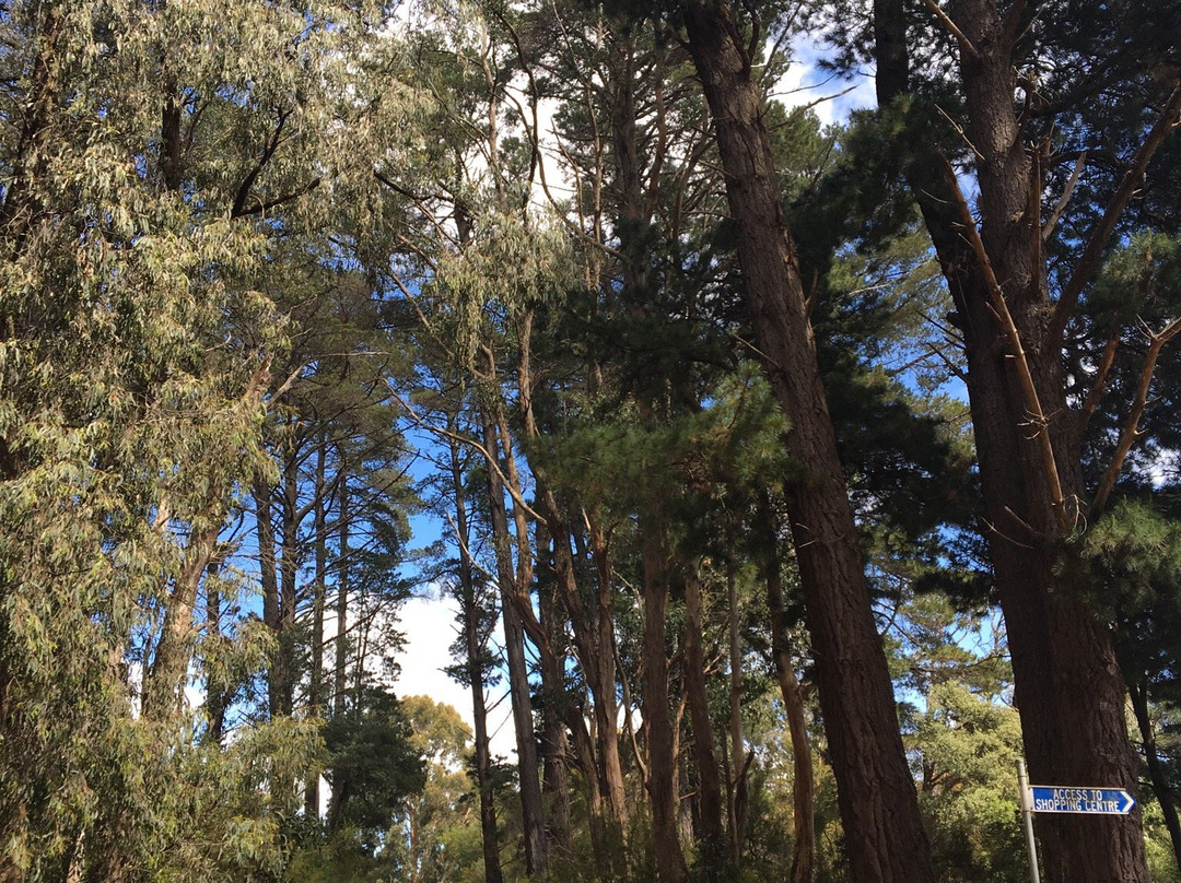 Red Hill Bushland Reserve景点图片