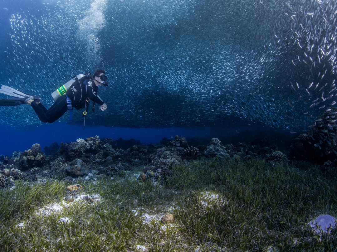 Scotty's Action Sports Network-Panglao必去景点