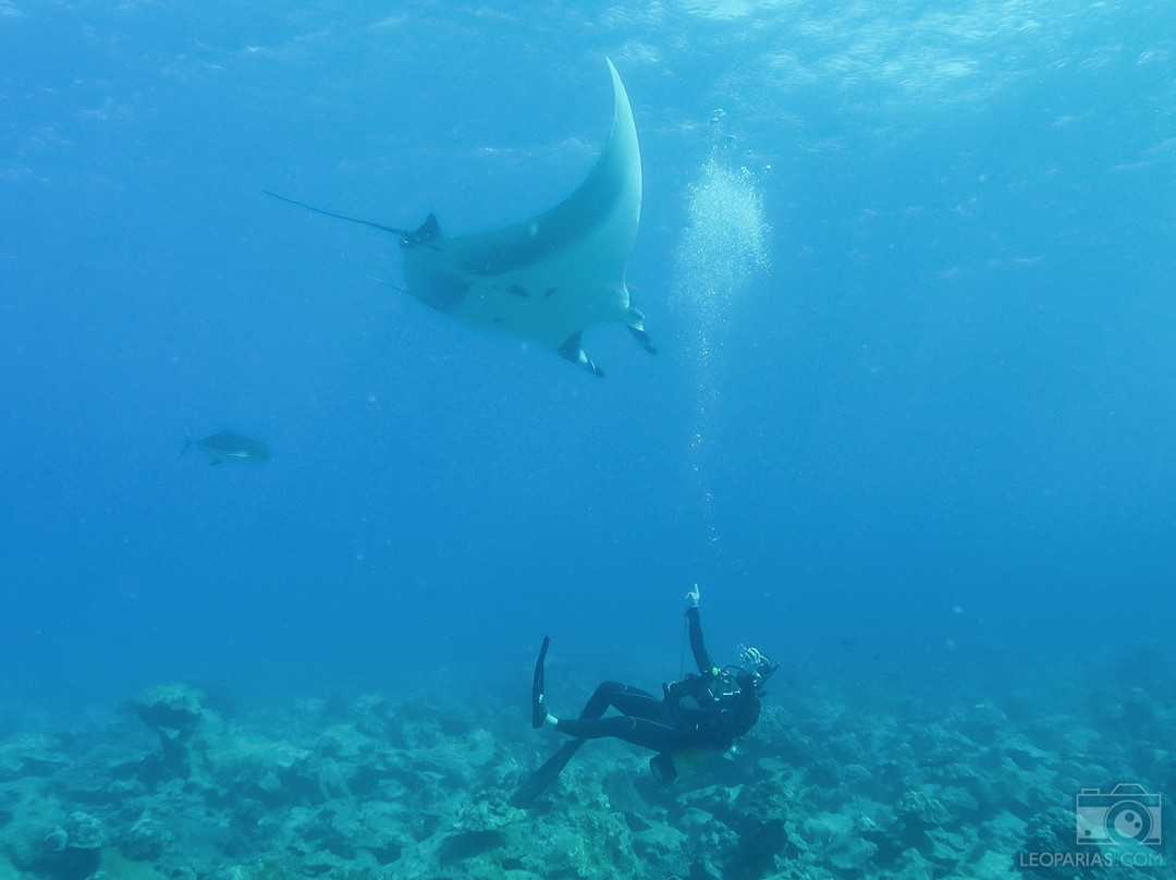 ConnectOcean Aquatic Academy & Dive Centre景点图片