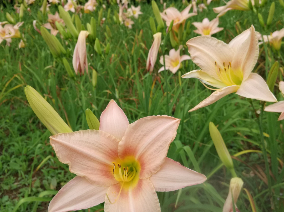 Chichibu Muse Park-小鹿野町必去景点