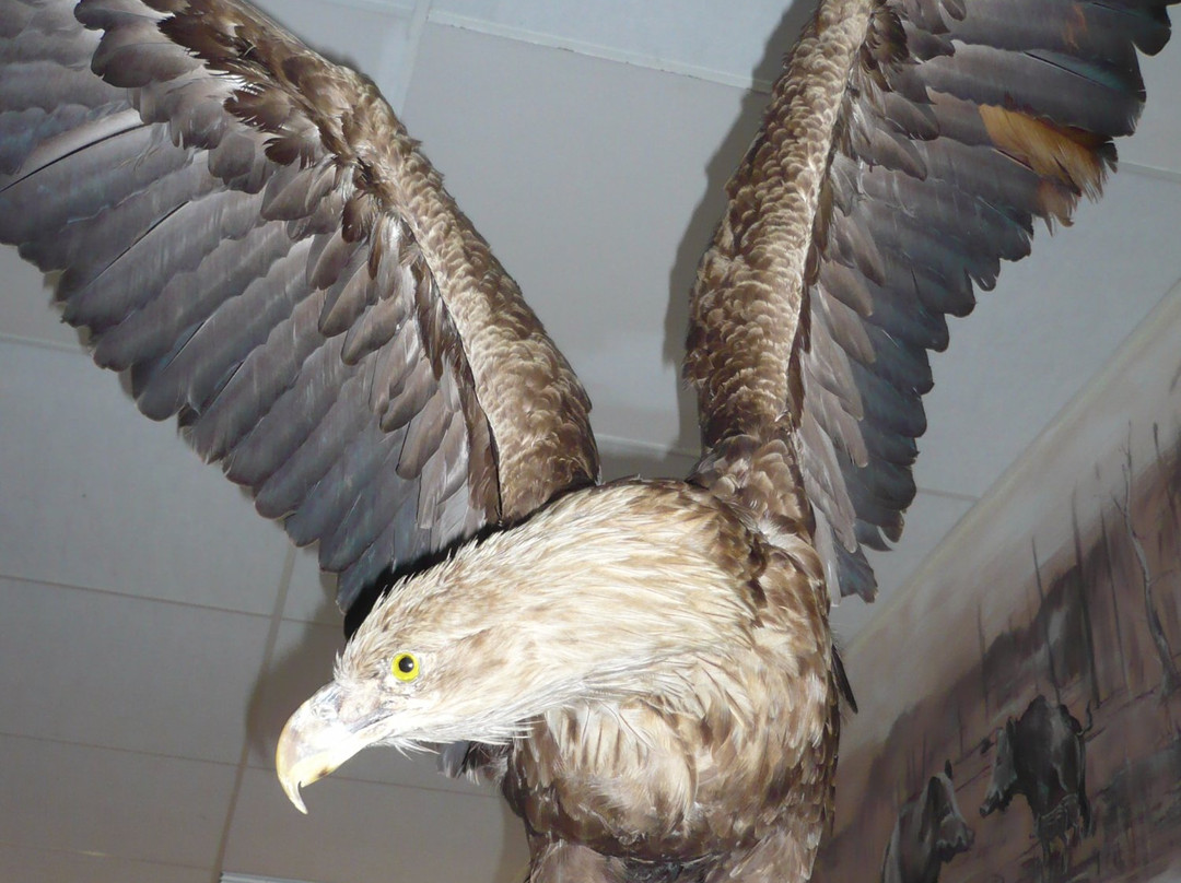 Natural History Museum of Wolin National Park-缅济兹德罗耶必去景点