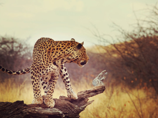 Kenzi Travel & Tours