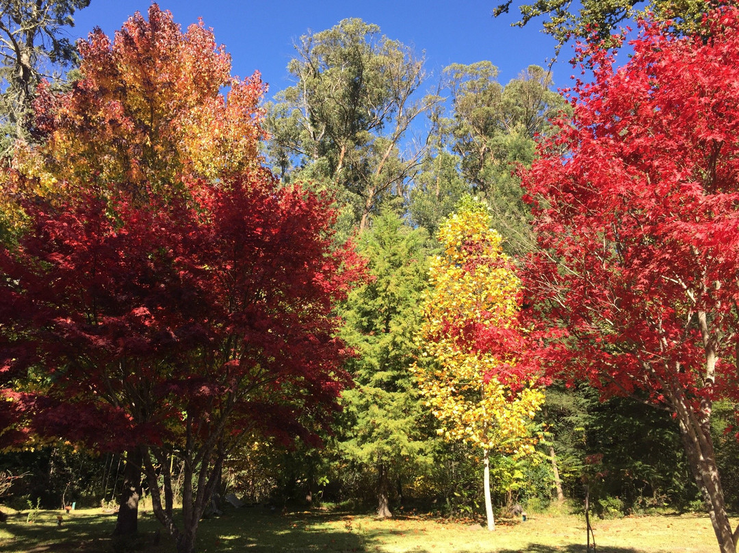 Hogsback Arboretum景点图片