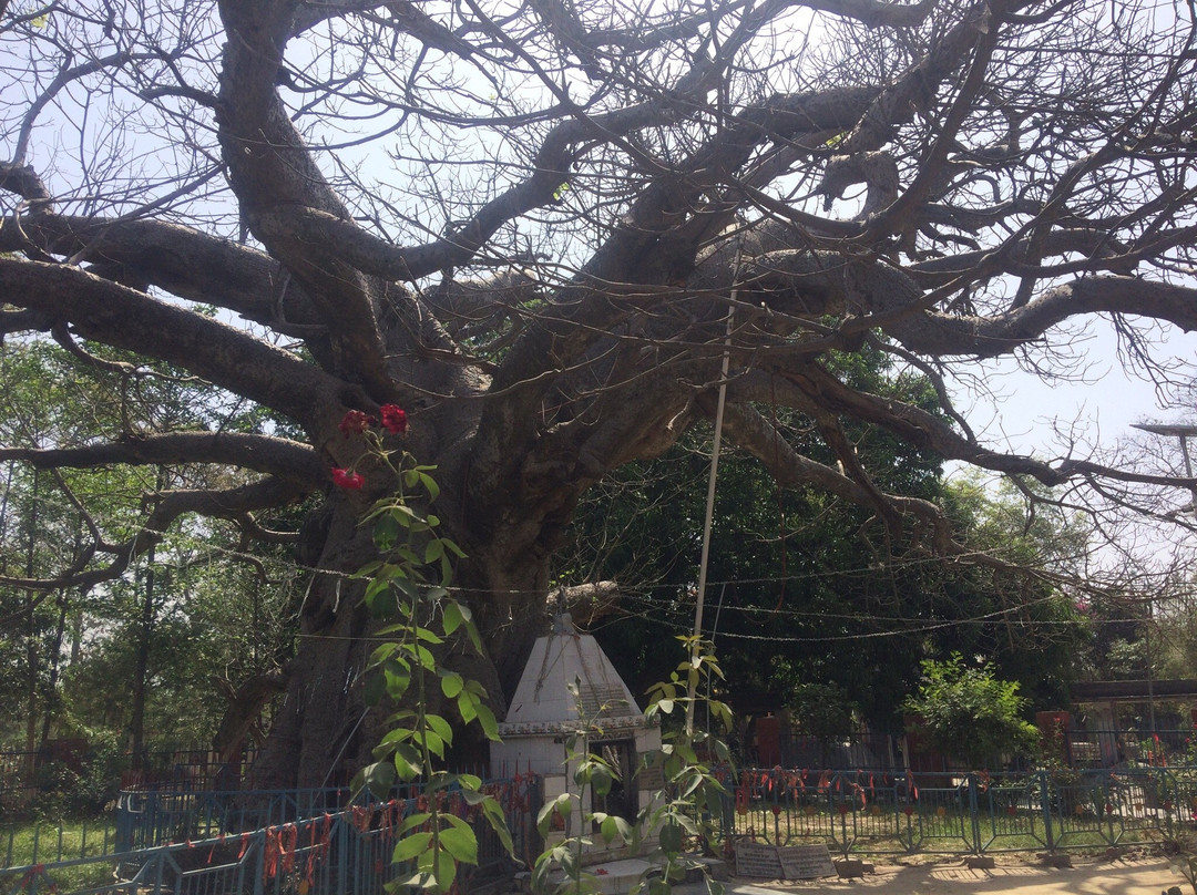 Parijat Tree景点图片