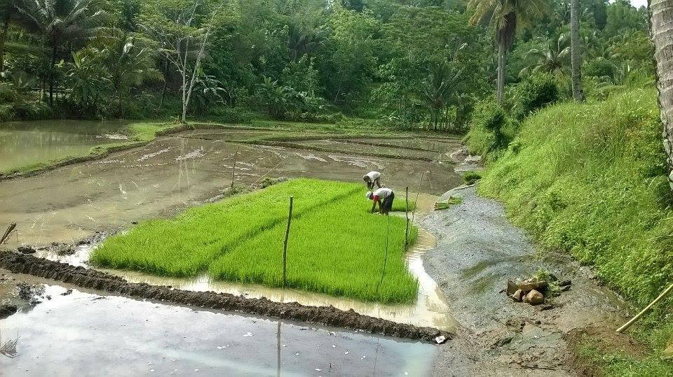Wisata Alam Jembangan景点图片