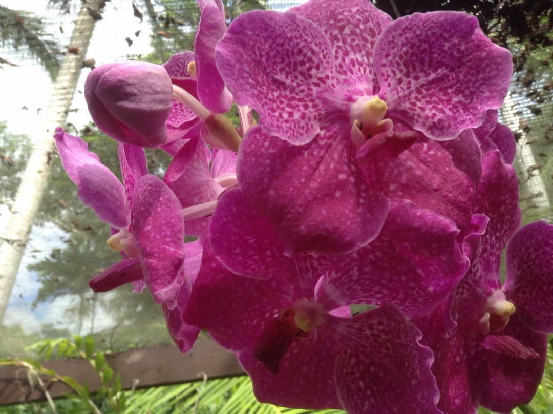 Exotic Holidays Fiji-劳托卡必去景点