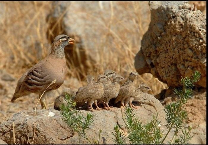 Bamou National Park景点图片