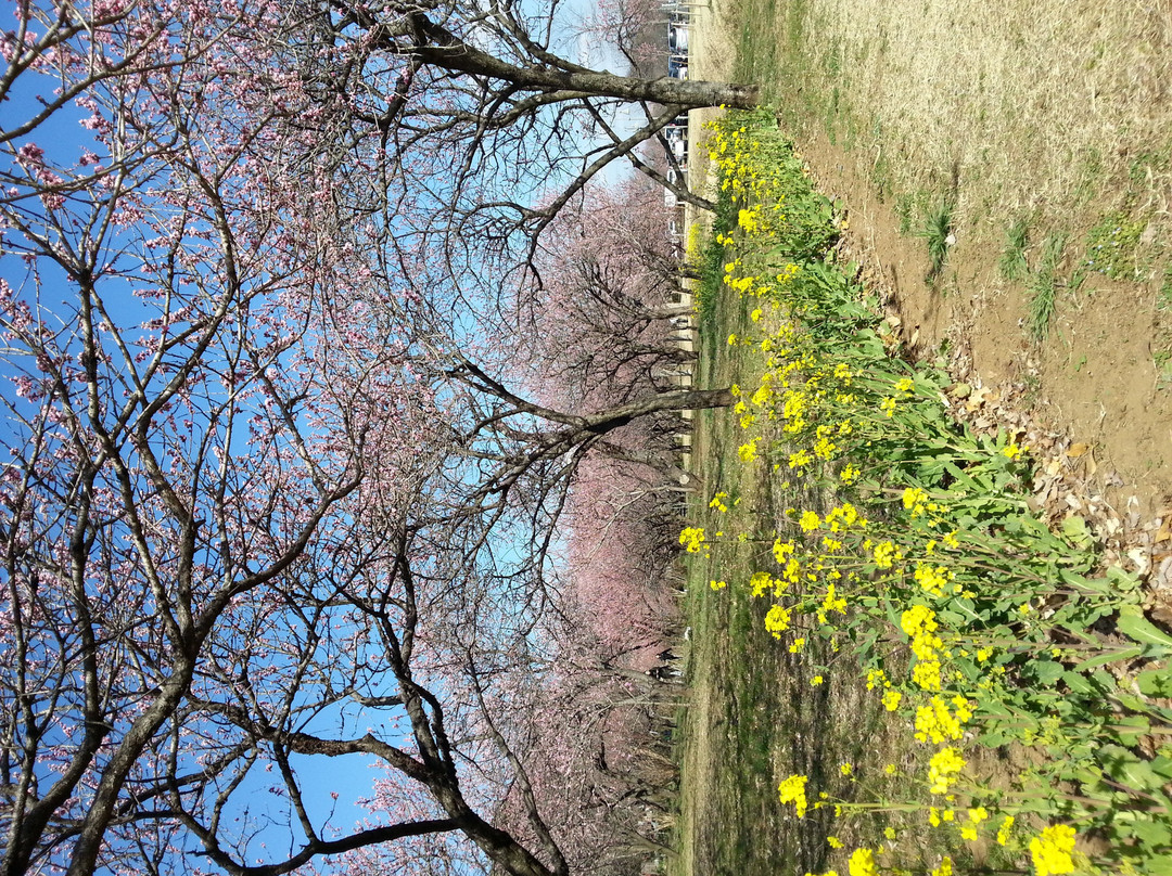 Koga Peach Matsuri-古河市必去景点