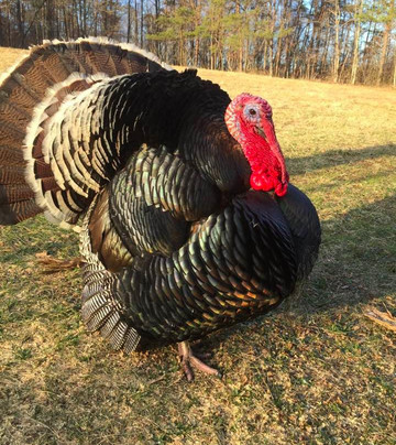 North American Bushcraft School - Day Classes-Hedgesville必去景点