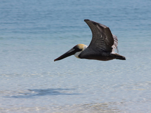 Belle Harbour Boat Rentals-塔彭斯普林斯必去景点