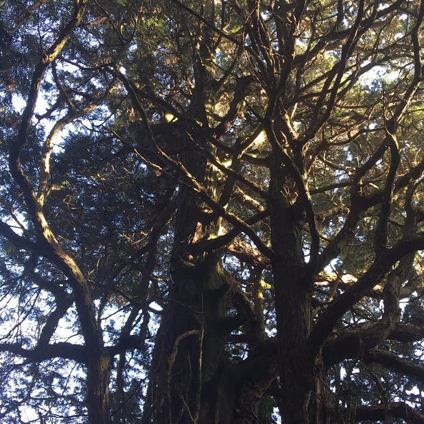 Sankinkotai no Hinoki-阿苏市必去景点