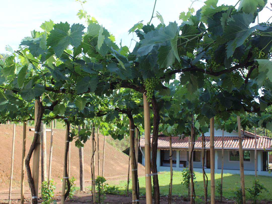 Vinicola Castanho