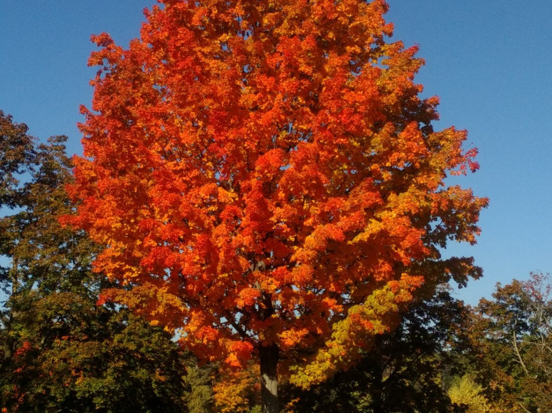 Institute Park-伍斯特必去景点