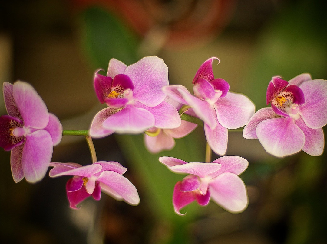 José Sanchez Alarcon Municipal Orchidarium-普拉亚格兰德必去景点