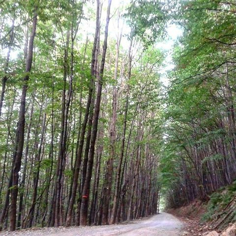 Park Forest Jankovac景点图片