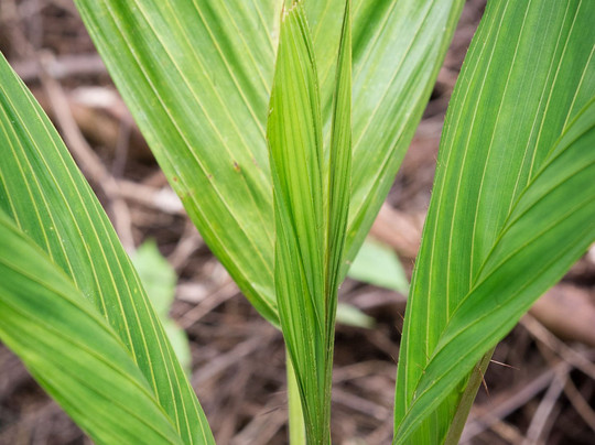 Osa Rural Tours-彭塔雷纳斯必去景点