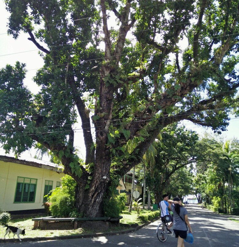 Visayas State University-Baybay必去景点