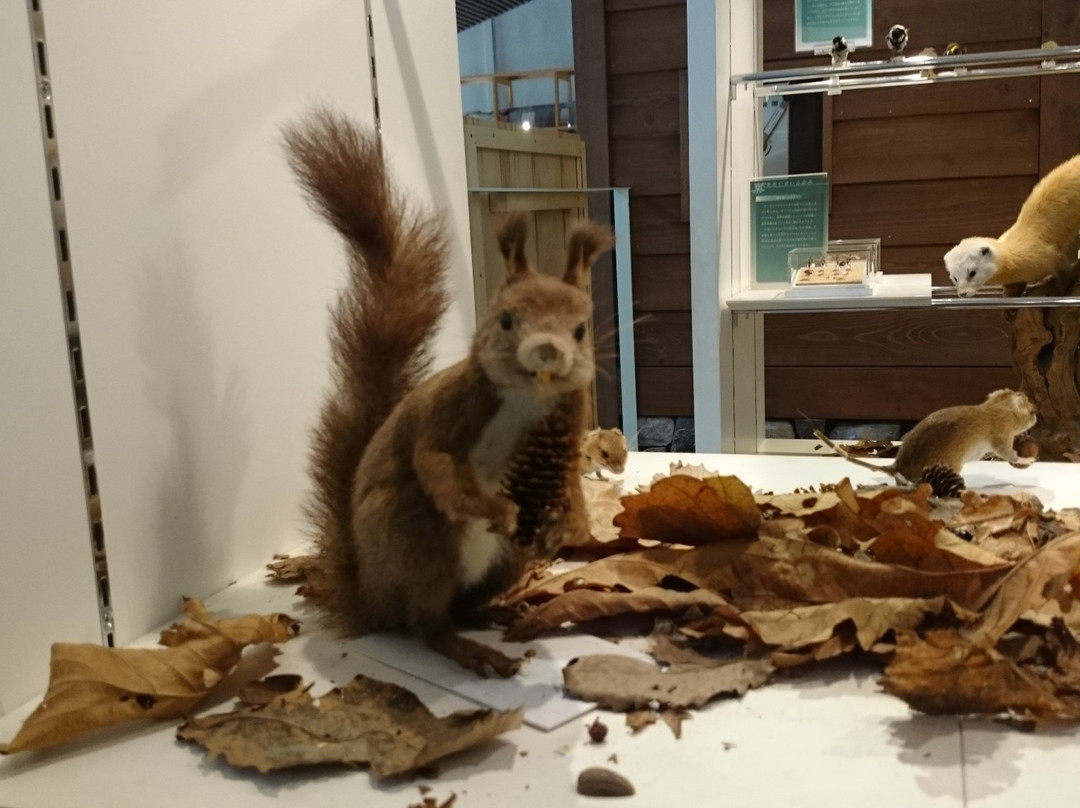 Kutchan Natural History Museum-俱知安町必去景点