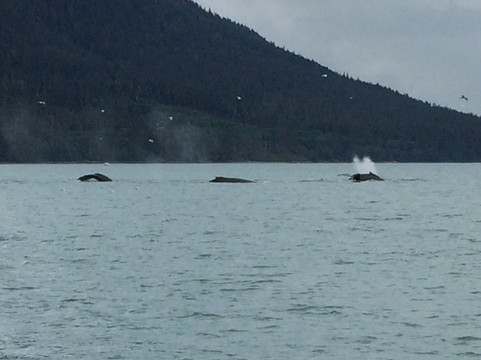 Weather Permitting Alaska - Whale Watching-朱诺必去景点