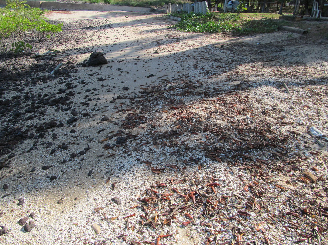 Juçatuba Beach-Sao Jose de Ribamar必去景点