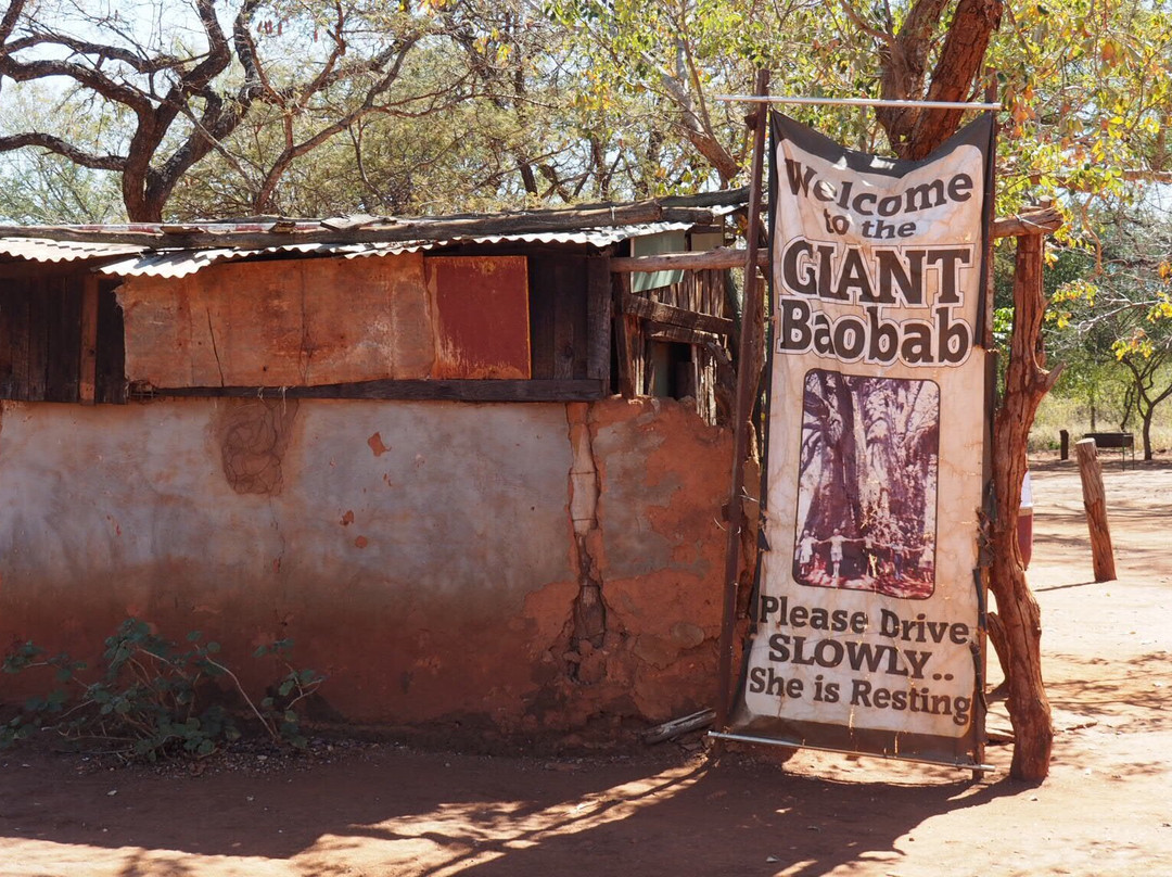 Big Boabab-Gravelotte必去景点