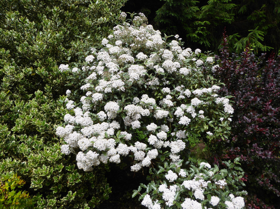 Hoecroft Plants and Gardens景点图片
