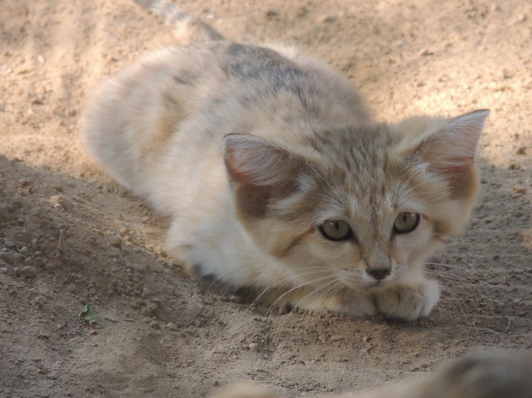 The Cat House-Rosamond必去景点