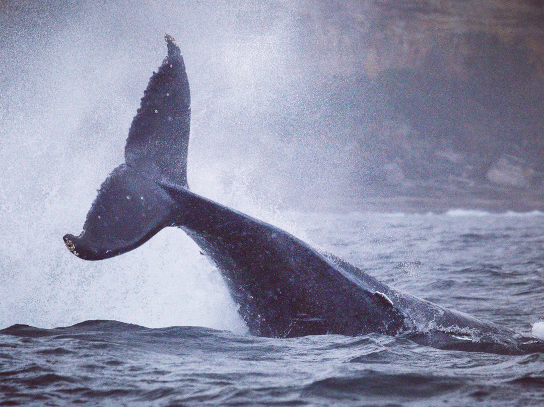 Go Whale Watching Sydney景点图片