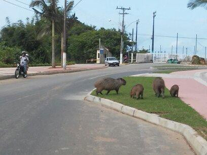 Parque Nacional da Serra do Itajaí-Indaial必去景点