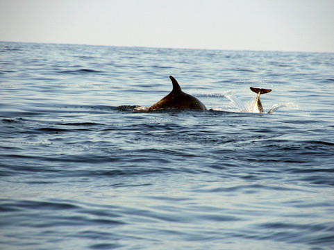 Plongée Privilege-博尔默勒米莫萨必去景点