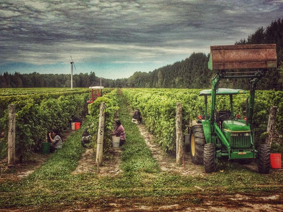 Vignoble CARONE Wines景点图片