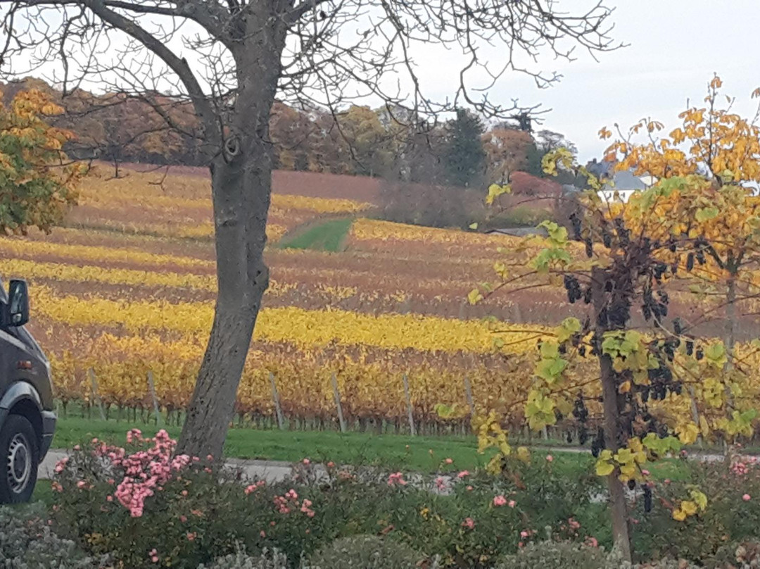 Weingut Stefan & Nicole Hitziger景点图片