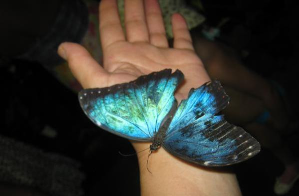 Tropical Butterflies Garden-Nikita必去景点