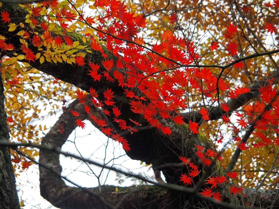 Mazeno Valley景点图片